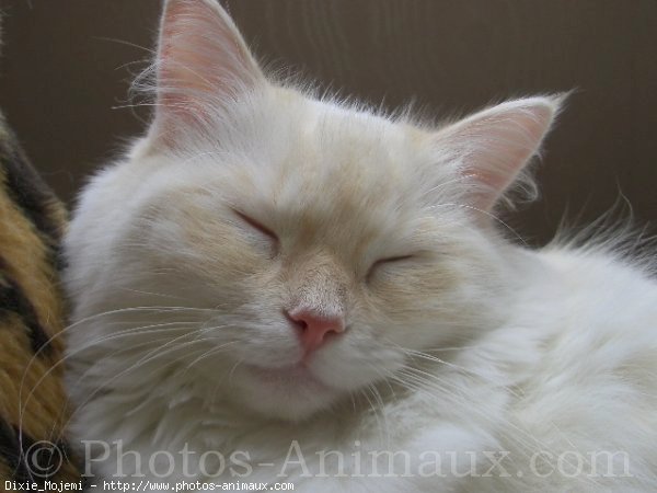 Photo de Ragdoll