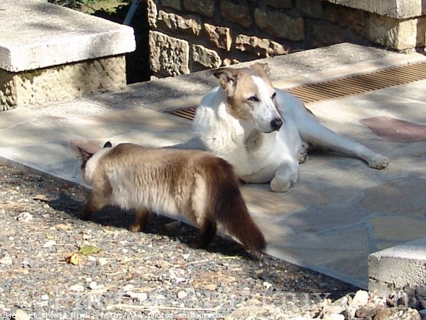 Photo de Races diffrentes