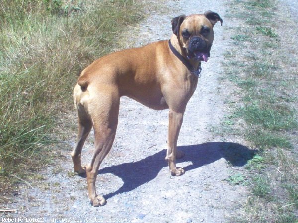 Photo de Boxer