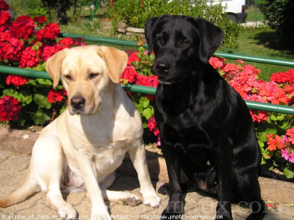 Photo de Labrador retriever