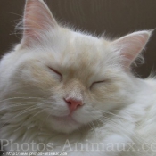 Photo de Ragdoll