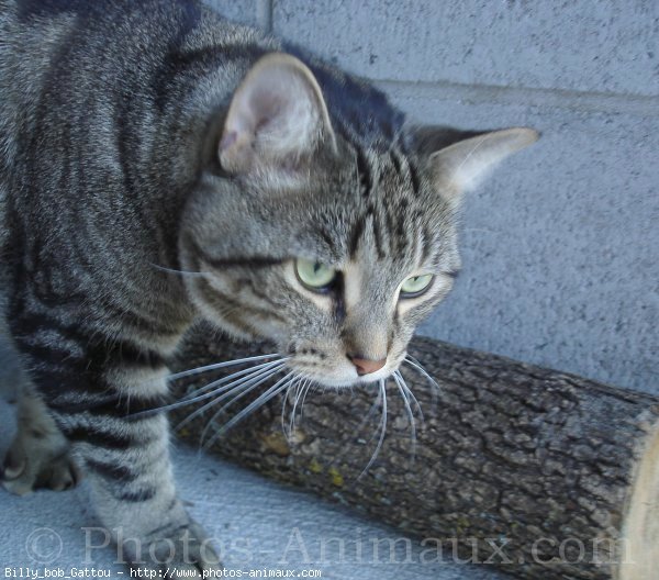 Photo de Chat domestique