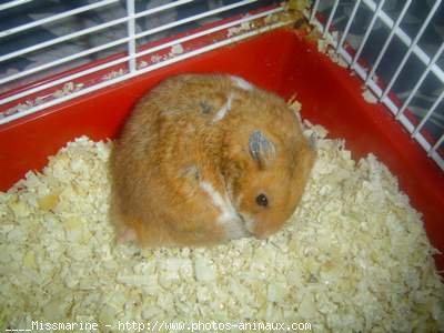 Photo de Hamster