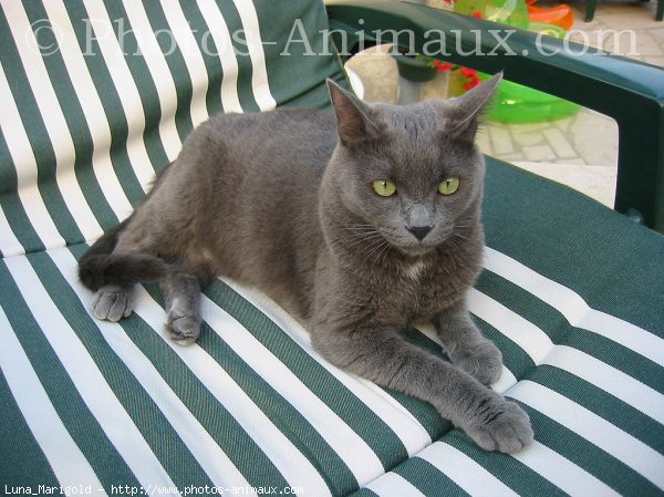 Photo de Chartreux