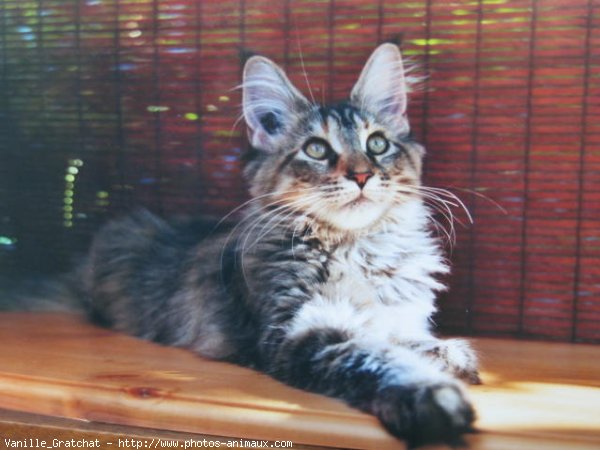 Photo de Maine coon