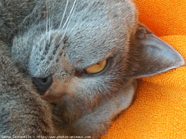 Photo de Chartreux