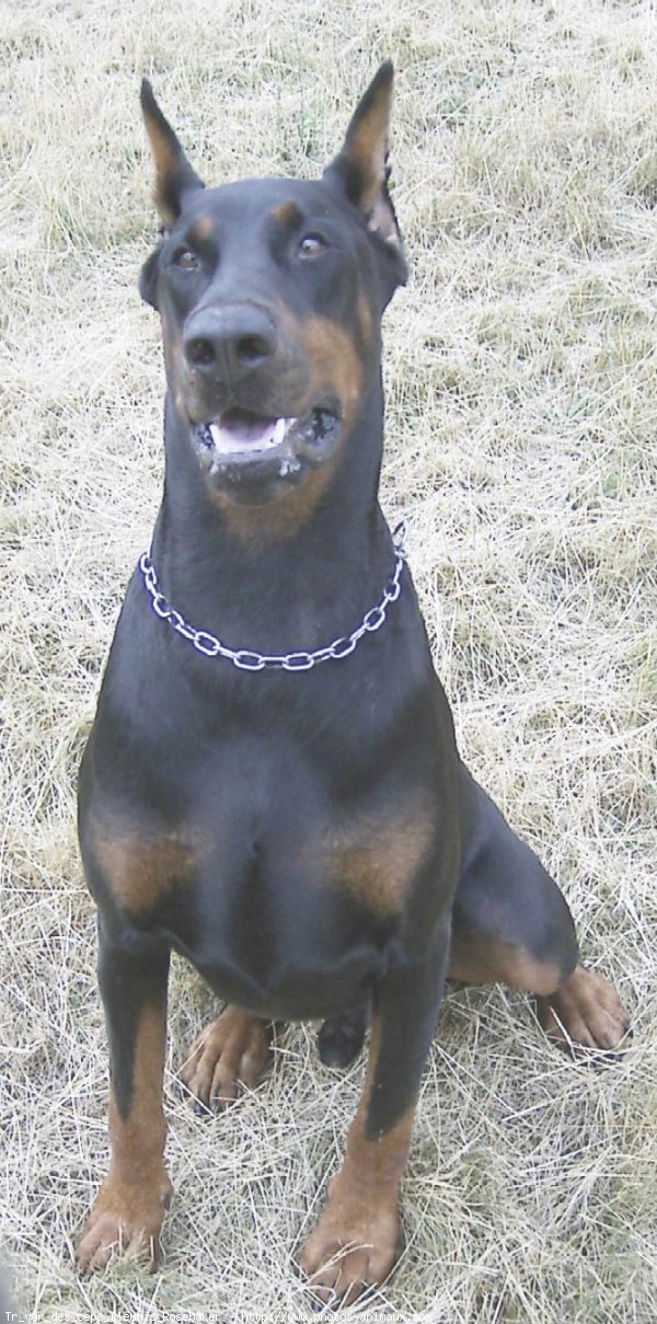 Photo de Dobermann