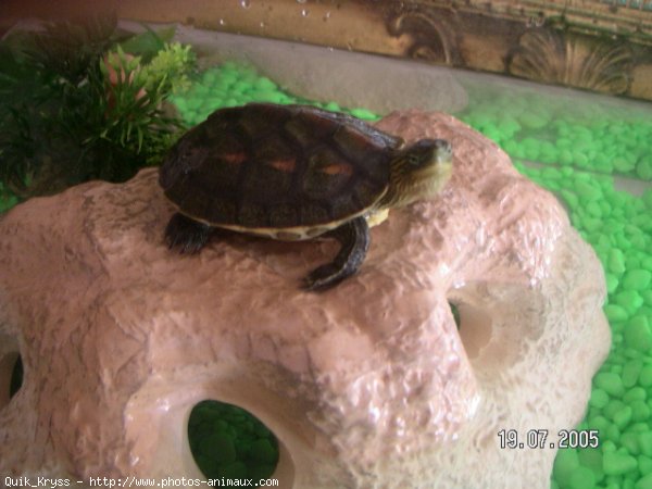 Photo de Tortue