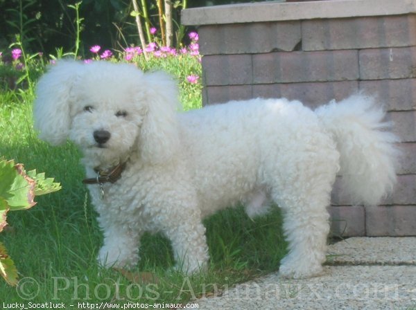 Photo de Bichon  poil fris