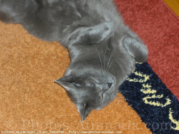 Photo de Chartreux