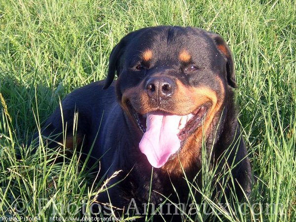 Photo de Rottweiler