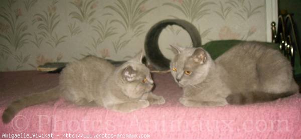 Photo de British shorthair