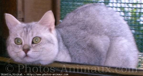 Photo de British shorthair