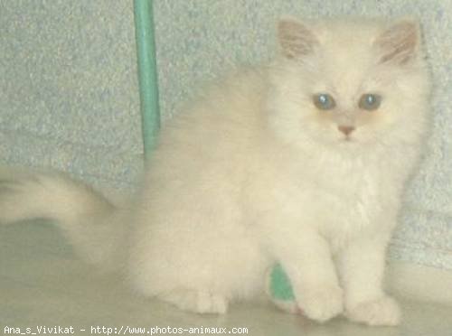 Photo de British longhair