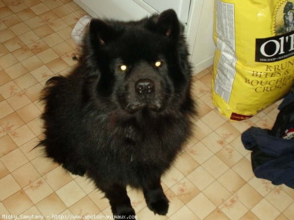 Photo de Chow chow