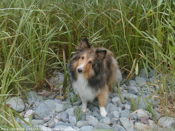 Photo de Chien de berger des shetland