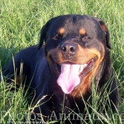 Photo de Rottweiler