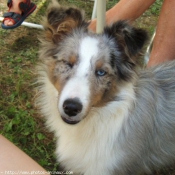 Photo de Chien de berger des shetland