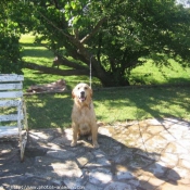 Photo de Golden retriever