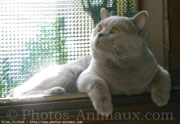 Photo de British shorthair