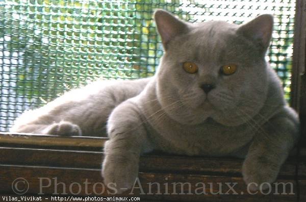 Photo de British shorthair