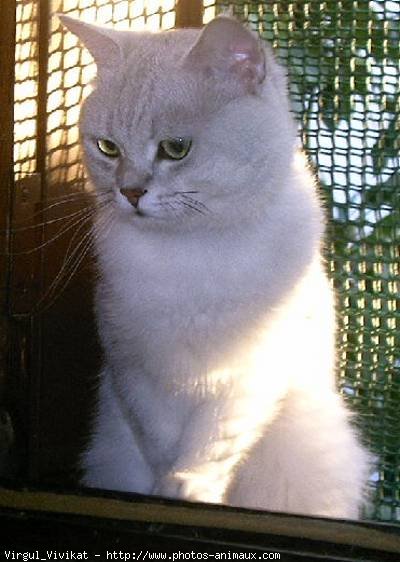 Photo de British shorthair