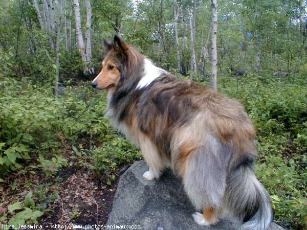 Photo de Chien de berger des shetland