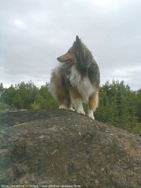 Photo de Chien de berger des shetland