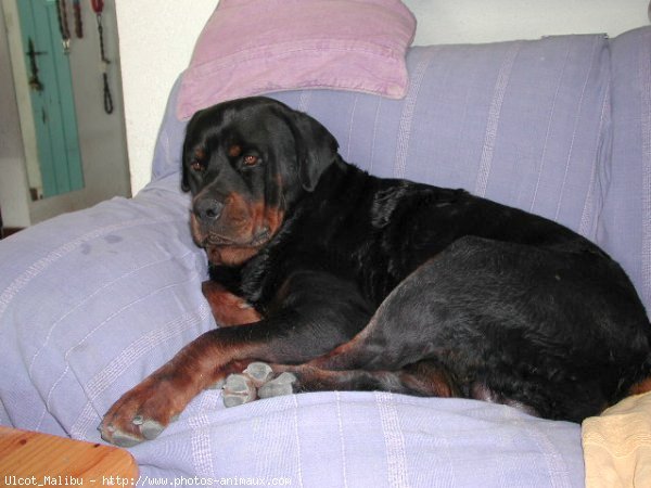 Photo de Rottweiler