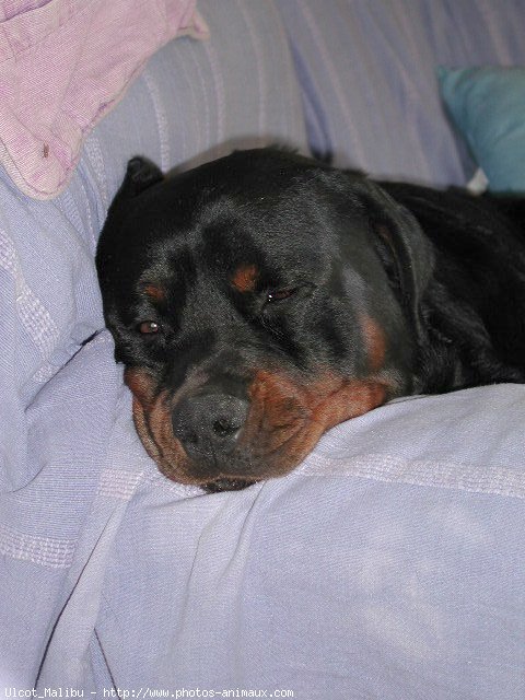 Photo de Rottweiler