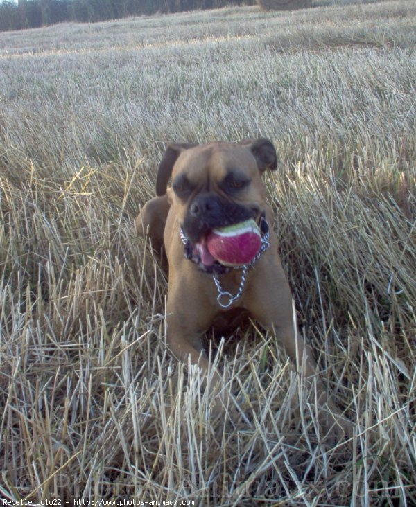 Photo de Boxer