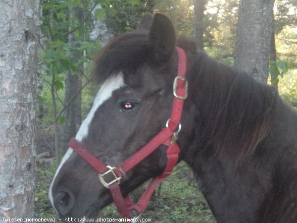 Photo de Quarter horse