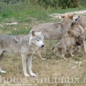 Photo de Loup