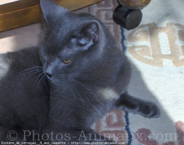 Photo de Chartreux