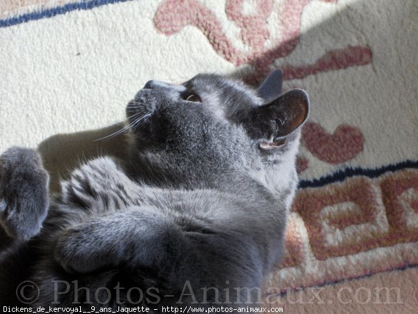 Photo de Chartreux