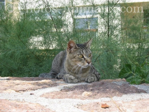 Photo de Chat domestique