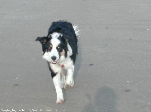 Photo de Border collie