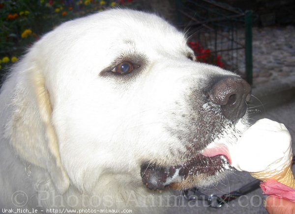 Photo de Chien de berger des tatras