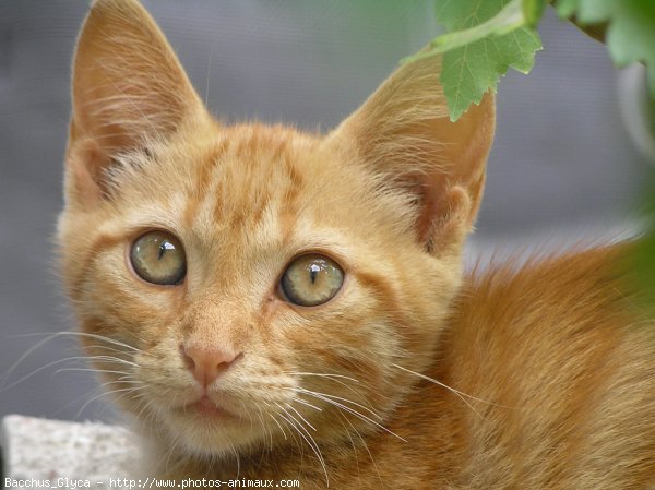 Photo de Chat domestique