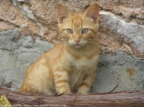 Photo de Chat domestique