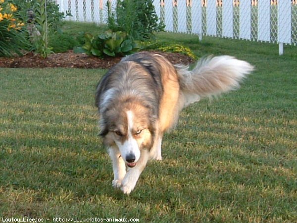 Photo de Border collie