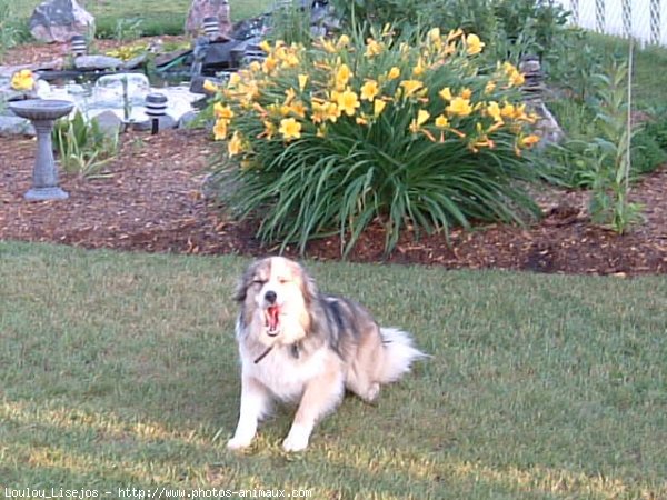 Photo de Border collie