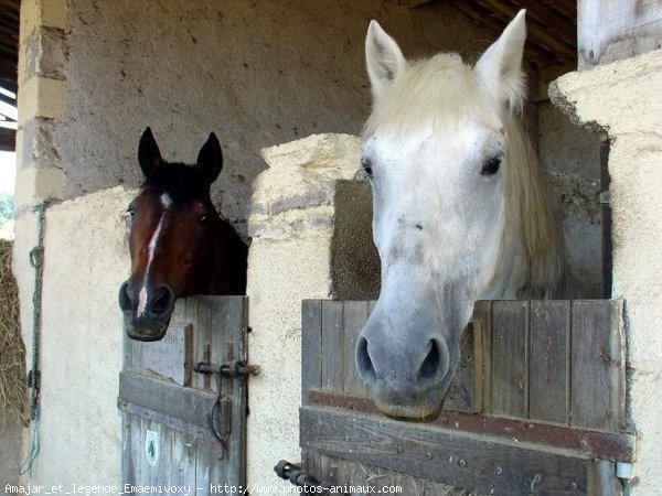 Photo de Races diffrentes