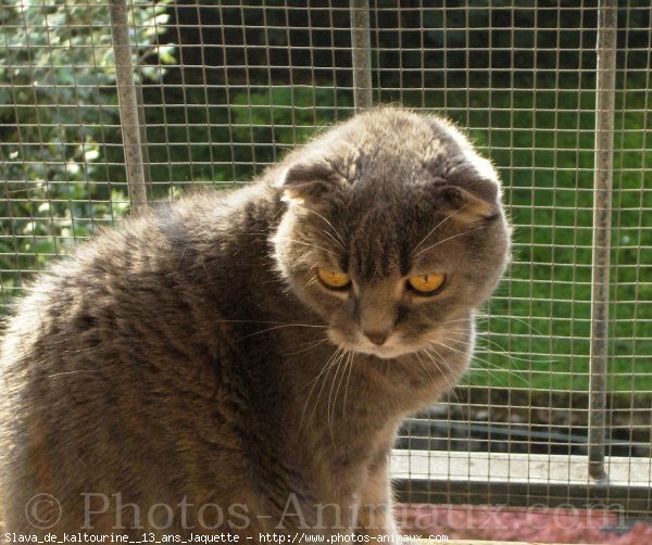 Photo de Scottish fold