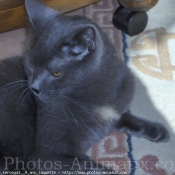 Photo de Chartreux