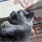 Photo de Chartreux