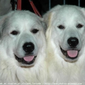 Photo de Chien de montagne des pyrnes