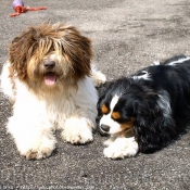 Photo de Cavalier king charles spaniel