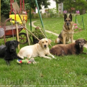 Photo de Labrador retriever