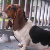 Photo de Basset hound